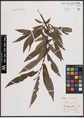 Foto von Salix daphnoides Vill. x Salix viminalis L.